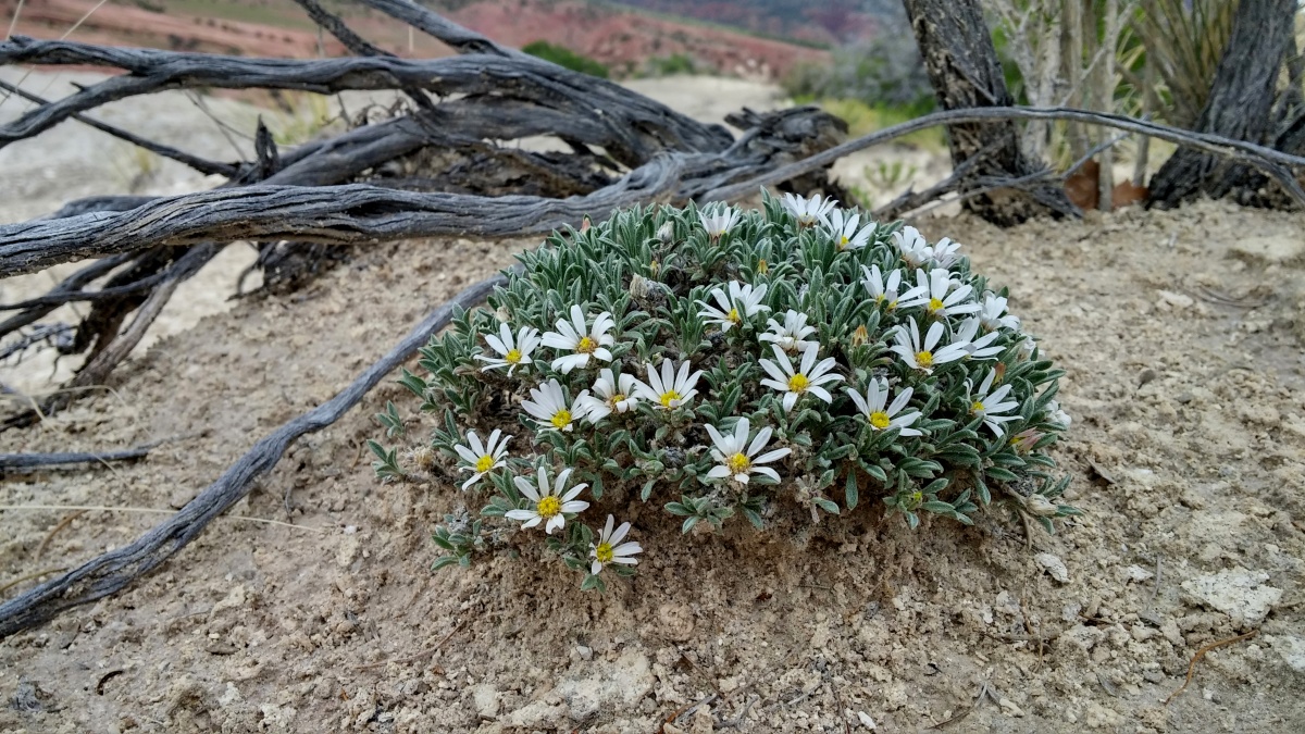 Native plants deals new mexico